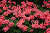 Filename=IMG_3138.jpg
Filesize=756KiB
Dimensions=800x533
Date added=Mar 14, 2009 IMG_3138.jpg
