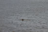 Filename=IMG_6145.jpg
Filesize=1148KiB
Dimensions=1024x683
Date added=Aug 25, 2012 IMG_6145.jpg