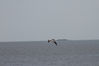 Filename=IMG_6206.jpg
Filesize=905KiB
Dimensions=1024x683
Date added=Aug 25, 2012 IMG_6206.jpg
