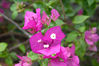 Filename=IMG_8650.jpg
Filesize=3235KiB
Dimensions=2250x1500
Date added=May 28, 2011 IMG_8650.jpg