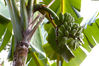 Filename=IMG_9046.jpg
Filesize=510KiB
Dimensions=800x533
Date added=May 29, 2011 IMG_9046.jpg