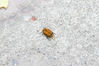 Filename=IMG_9055.jpg
Filesize=605KiB
Dimensions=800x533
Date added=May 29, 2011 IMG_9055.jpg