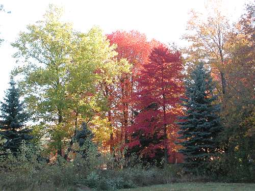 Fall Leaves in Pennsylvania - Octover 2001